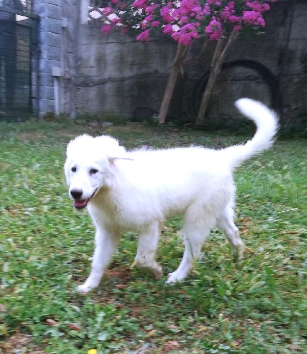 Leone Foto 5